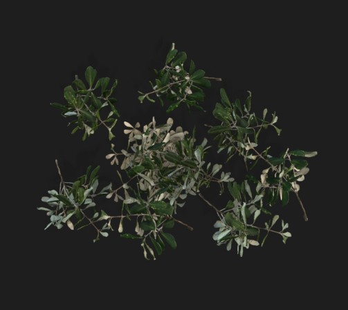 Free Grasses 3D Models for Download